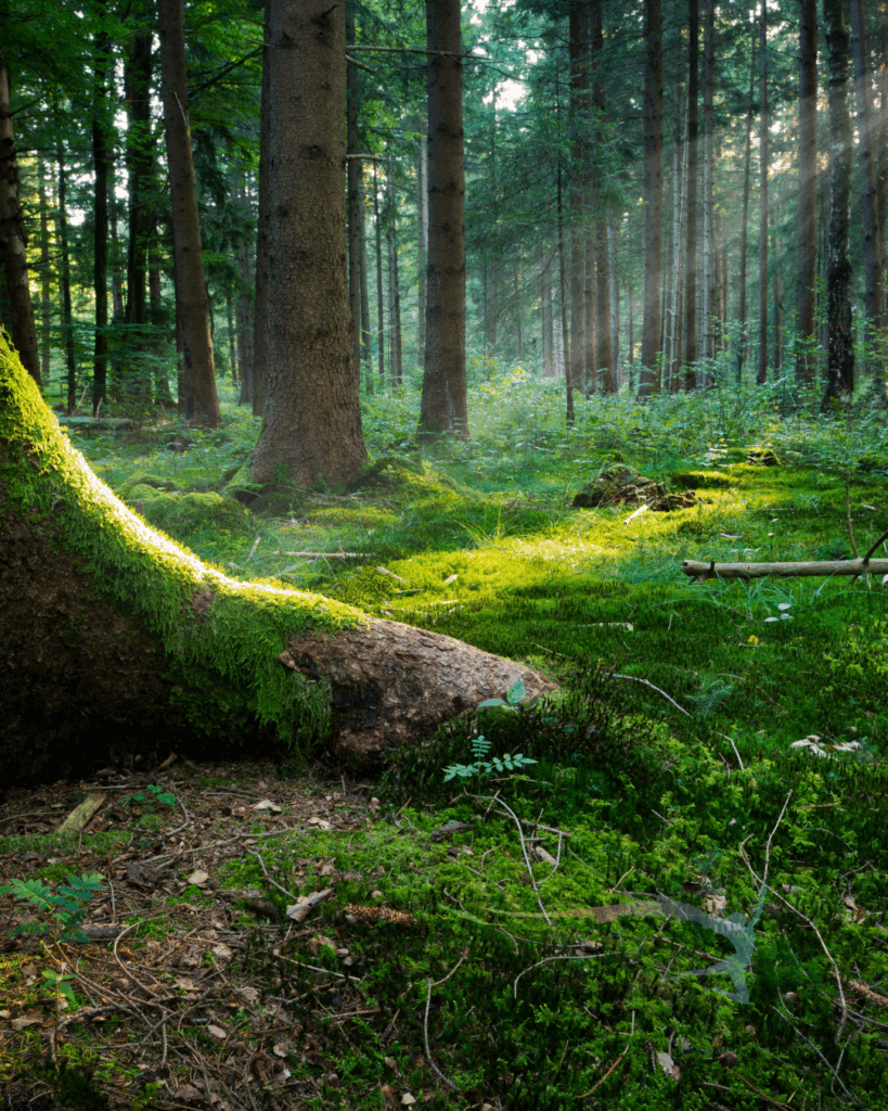“Zonlicht valt door de bomen in een groen bos met mos en boomwortels. Symbool voor aarden, rust en verbinding met de natuur.”